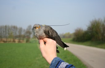 Der erste bayerische Kuckuck ist besendert! | © Dr. C. Hewson