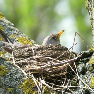 Wacholderdrossel brütend | © Richard Fischer
