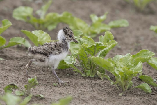 Kiebitz-Küken läuft über Gemüseacker | © Ralf Sturm