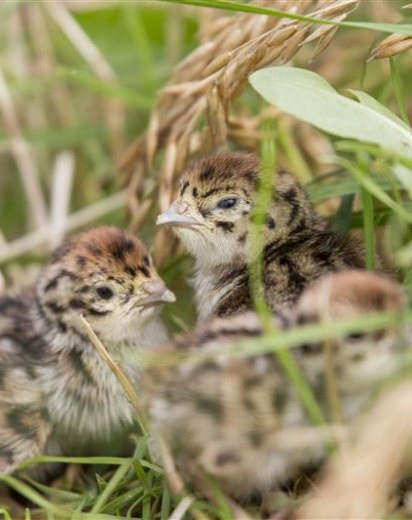 Rebhuhn Kücken im Gras | © Ralph Sturm
