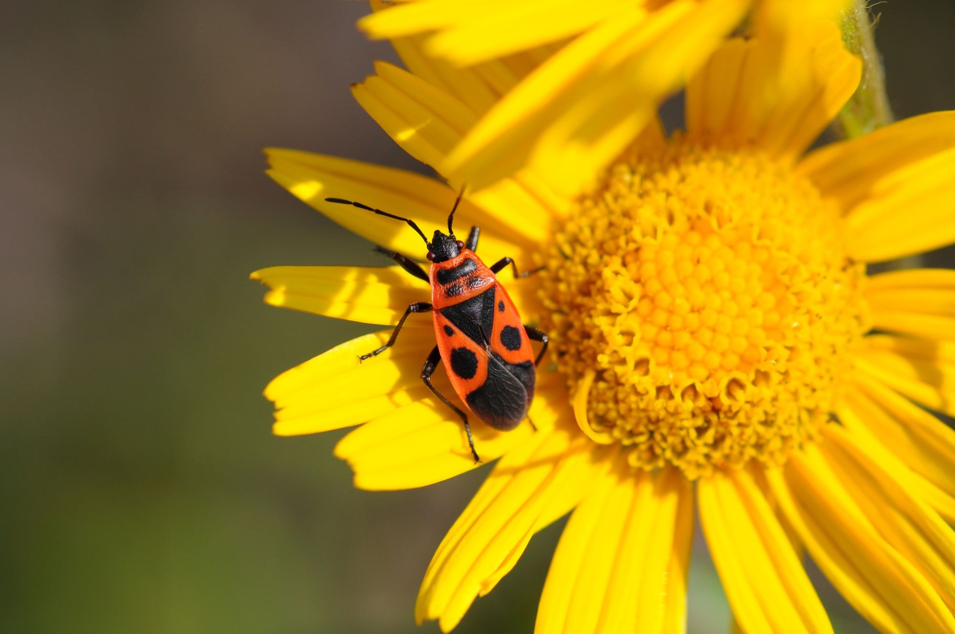 Feuerwanze | © Dr. Eberhard Pfeuffer