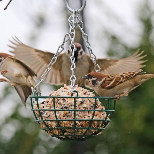 Feldsperlinge | © Ingo Rittscher