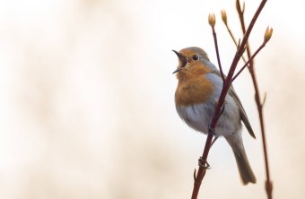 Rotkehlchen | © Erich Obster