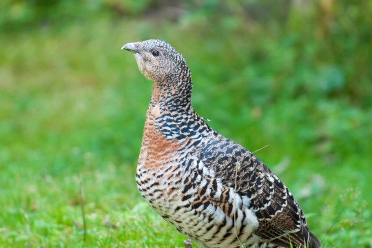 Auerhenne | © Christoph Bosch