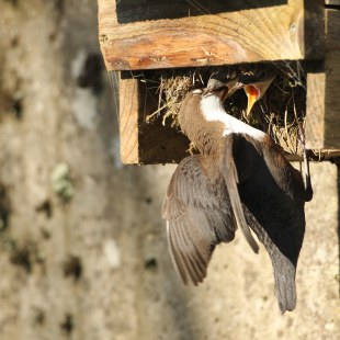Wasseramsel am Brutkasten | © Ansgar Forster