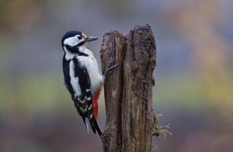 Buntspecht-Weibchen sitzt an stehendem Totholz | © Marcus Bosch