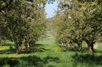 Streuobstwiese | © Peter Bria