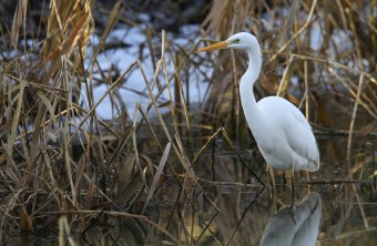 Silberreiher im Schilf | © Moning Dr. Christoph