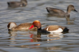 Kolbenenten | © Zdenek Tunka