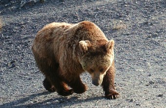 Gobibär | © Nationale Universität der Mongolei (NUM)