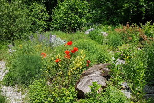 Vogelfreundlicher Garten in Landsberg am Lech | © LBV
