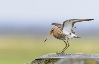 Uferschnepfe 2 | © Christoph Bosch