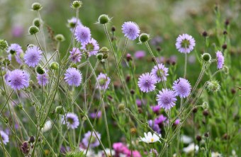 Ackerwitwenblume auf Blühfläche | © Hartwig Brönner