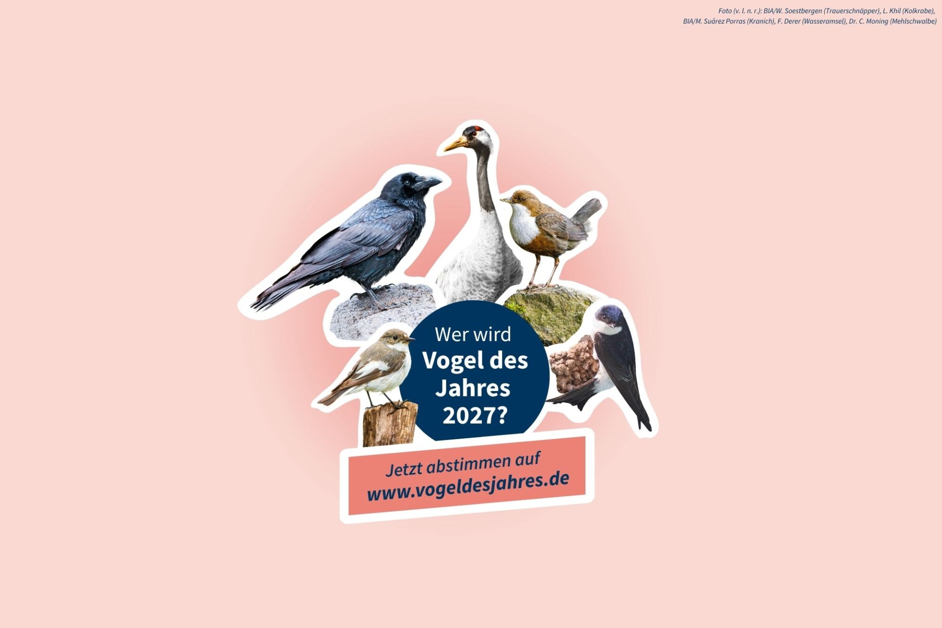 Eine Auswahl von Vögeln präsentiert die Kandidaten für den Vogel des Jahres 2027 des LBV in Bayern.