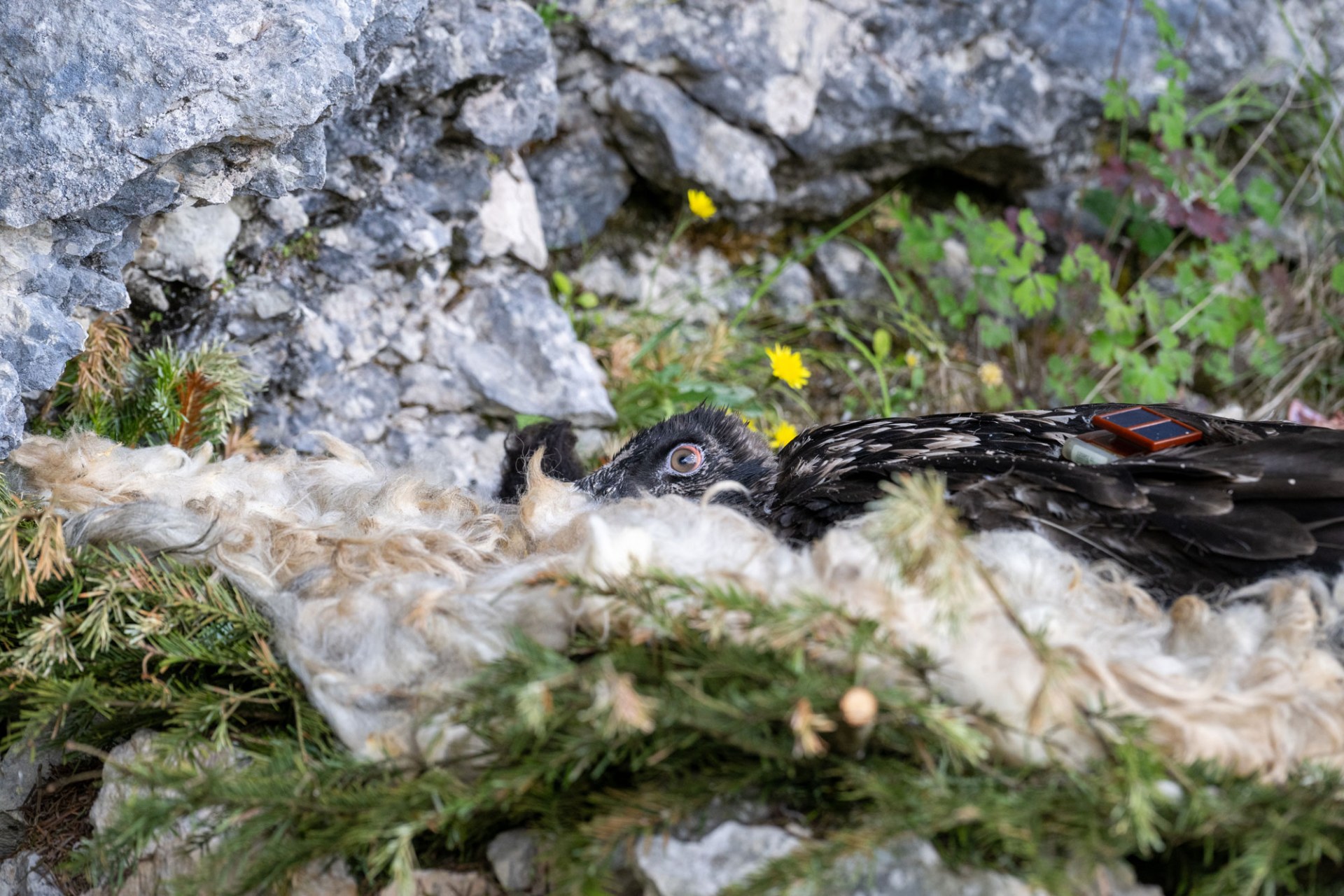 Bartgeier Alosa im Nest | © Hansruedi Weyrich