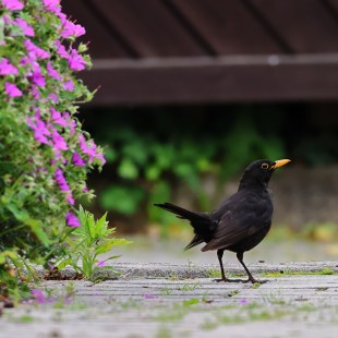 Amsel | © Christian Kaiser