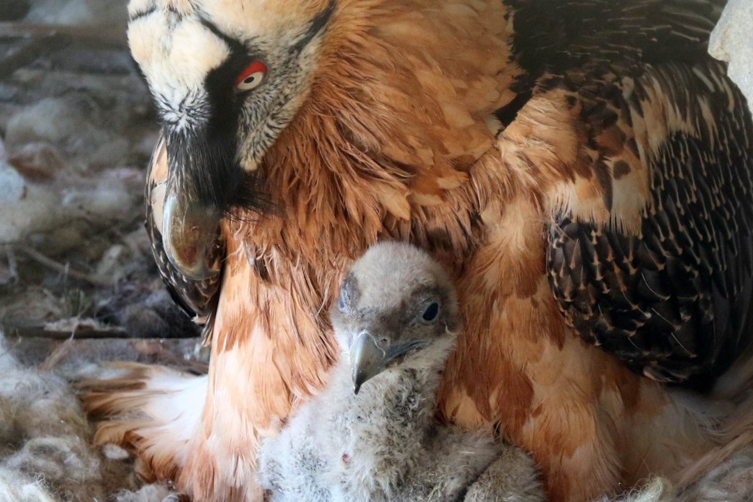 Bartgeier BG1171 aus 2023 | © Alpenzoo Innsbruck