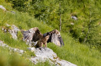 Bartgeier Bavarias erster Rastplatz in Freiheit  | © Richard Straub
