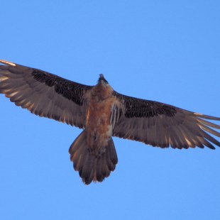 Bartgeier von unten fotografiert | © Henning Werth
