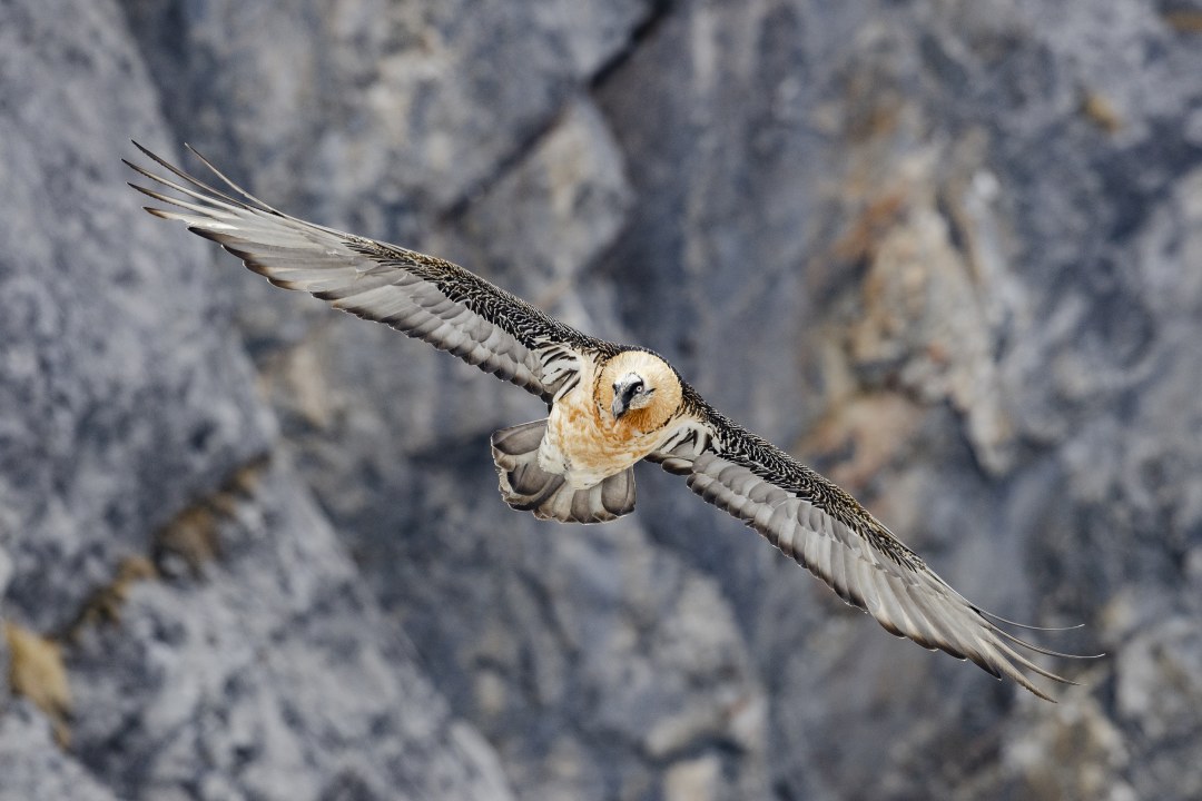 Adulter Bartgeier im Flug | © Hansruedi Weyrich