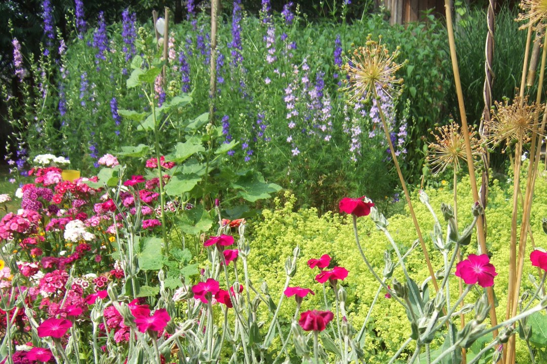Garten mit blühenden Bauerngartenblumen | © Birgit Helbig