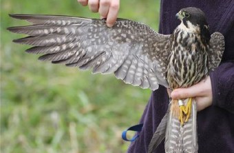 Einem in der Hand gehaltenen Baumfalken wird ein Flügel ausgestreckt | © LBV
