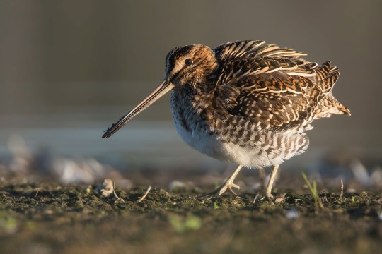 Bekassine | © Gunther Zieger