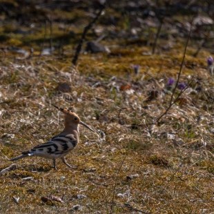 Wiedehopf | © Bertram Sekula