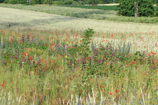 Eine natürliche Wiese mit Blüten. | © Thomas Staab
