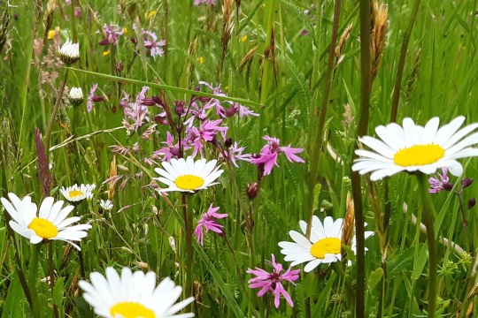Feuchtwiese mit Margeriten und Kuckucks-Lichtnelke | © Patricia Danel