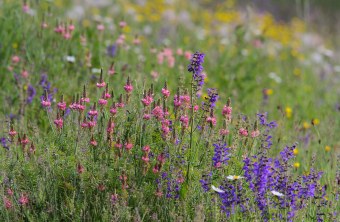 Bunte Blumenwiese |  © Dr. Christoph Moning