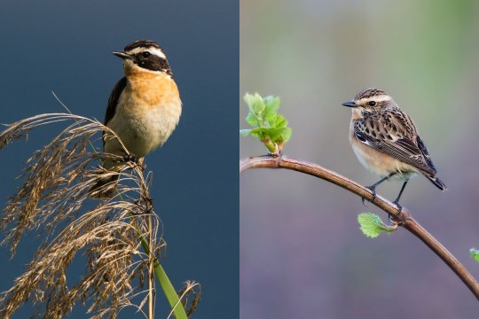 Braunkehlchen Männchen (links), Weibchen (rechts) | © Andreas Hartl/ Rosl Rößner