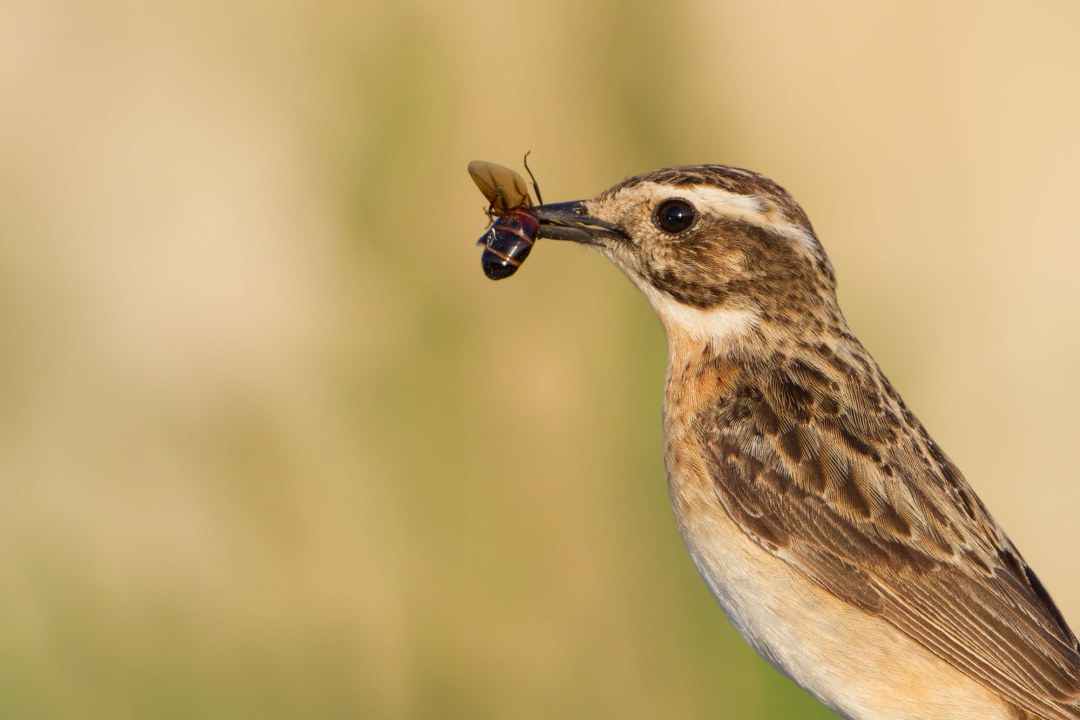 Braunkehlchen mit Nahrung im Schnabel | © Markus Gläßel