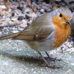 Rotkehlchen | © Corinne von Nordmann