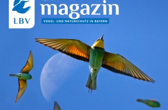 Das LBV-Magazin 03/2026 mit fliegenden Bienenfressern am blauen Himmel, im Hintergrund ist der Mond zu sehen. Schriftzug "Vogelzug - Ein faszinierendes Naturschauspiel"