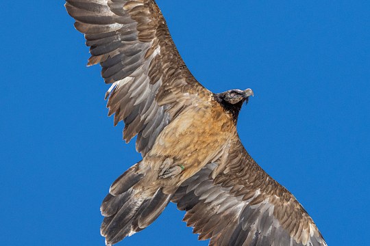Dagmar in Grindelwald im April 24 | © speedyfoto.ch