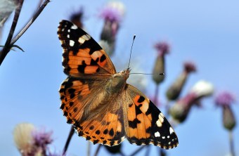 Distelfalter | © Willi Kroll