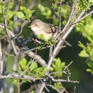 Dorngrasmücke im Geäst | © Hans-Joachim Fünfstück