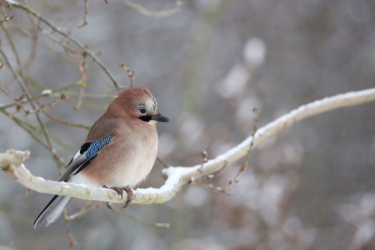 Eichelhäher auf Ast im Winter | ©  Peter Auernhammer