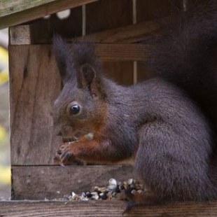 Winterfütterung | © Andreas-Hartl