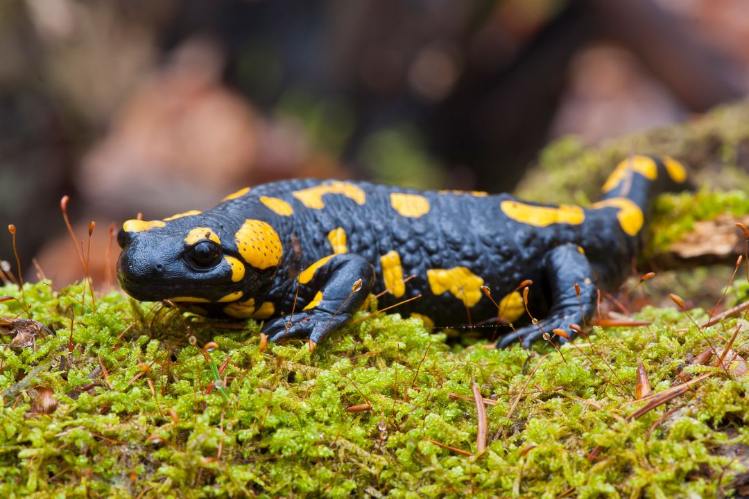 Feuersalamander kriecht durch das Moos | © Wolfgang Lorenz