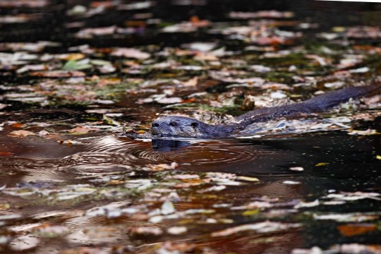 Fischotter schwimmt im Wasser | © Marcus Bosch