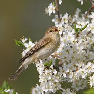 Singender Fitis auf einem Baum mit Blüten | © Dr. Christoph Moning