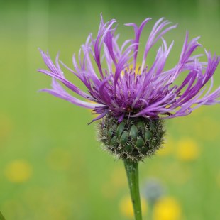 Centaurea scabiosa Flockenblume | © Dr Eberhard Pfeuffer