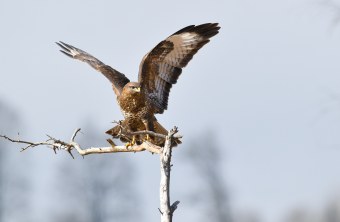 Mäusebussard | © Dr. Olaf Broders