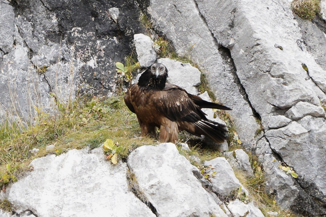 Unbekannter Junggeier | © Christian Steiger