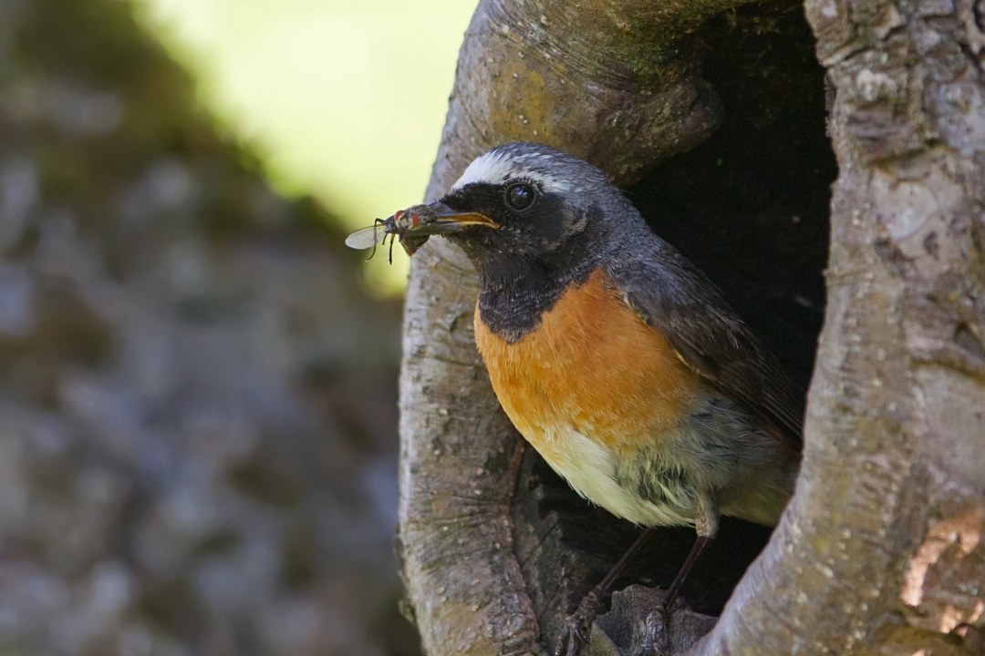 Gartenrotschwanz sitzt in einer Baumhöhle und hat Insekten im Schnabel | © Markus Gläßel