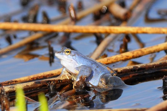 Moorfrosch in blau | © Manfred Waldhier