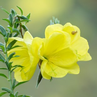 Gemeine Nachtkerze Oenothera biennis | © Oliver Wittig