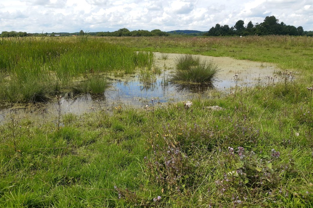 LBV-Schutzgebiet Gennachmoos | © Nadja Danner
